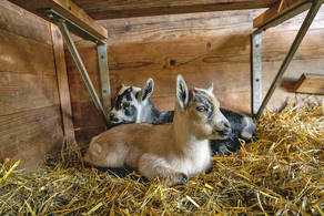 Ziegenbaby's Max und Moritz