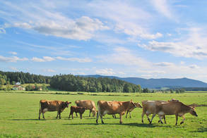 Kuhherde
