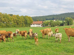 Kühe auf der Weide Kühe auf der Weide